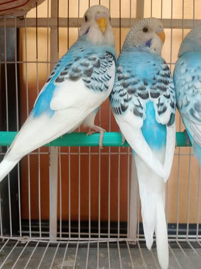4 PREMIUM QUALITY PIED MUTATION SELF BUDGIES PIECES