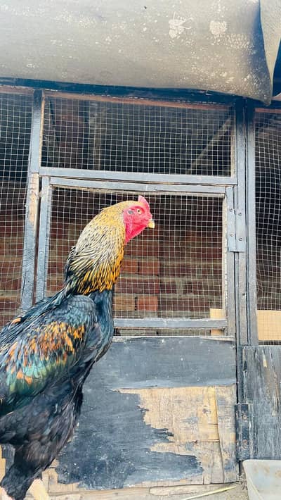 Pure Shamu king size pair age 12 month