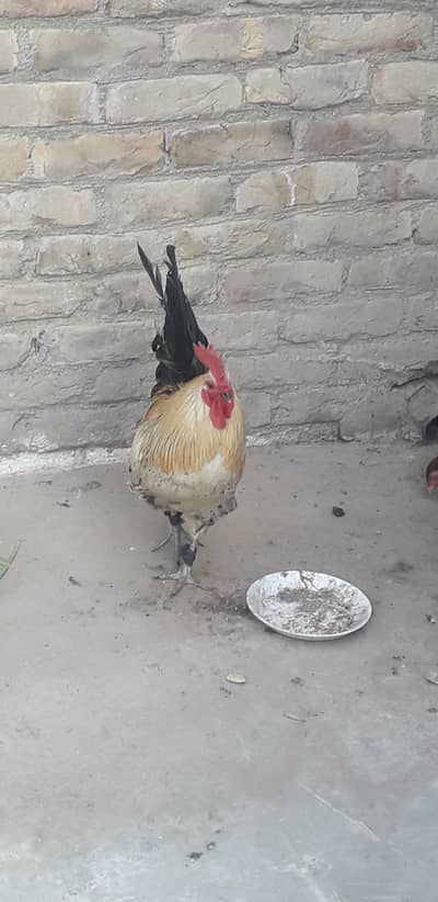 desii murga ha nasal nayab ha