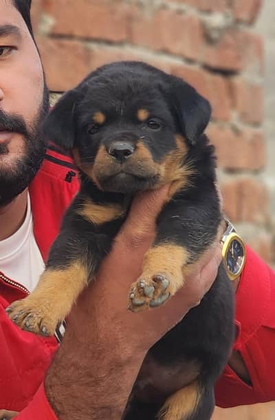 Rottweiler Male puppy