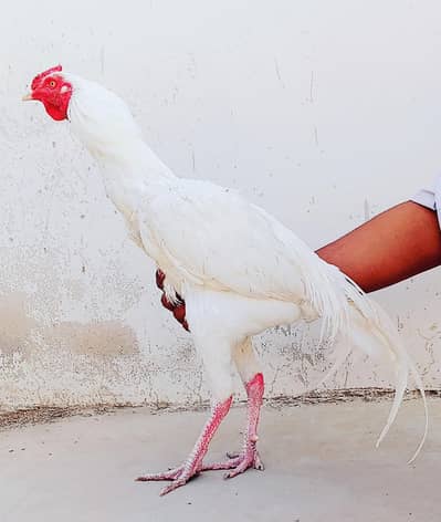 Mashallah Top Quality paper white Heera murga for sale