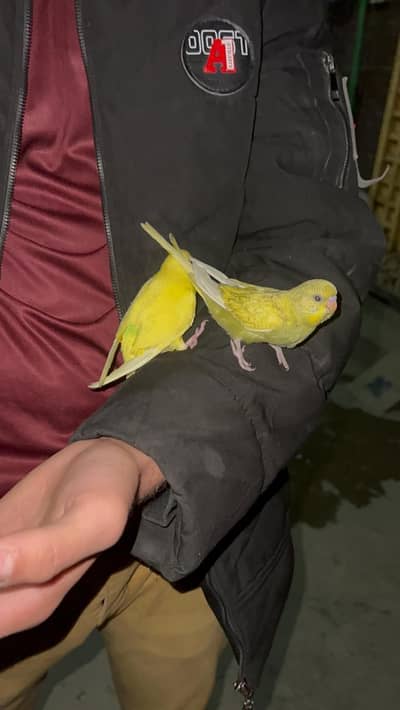 Hand tame parrot sale 03288104963