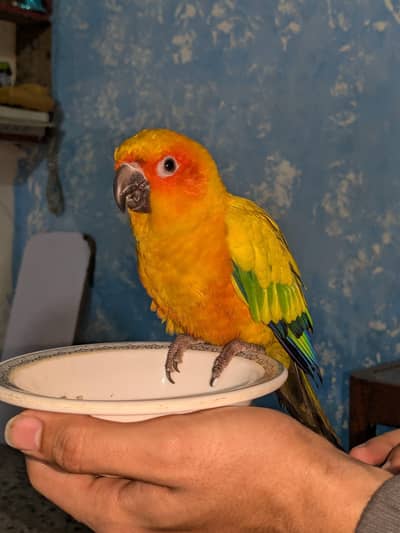 sun conure