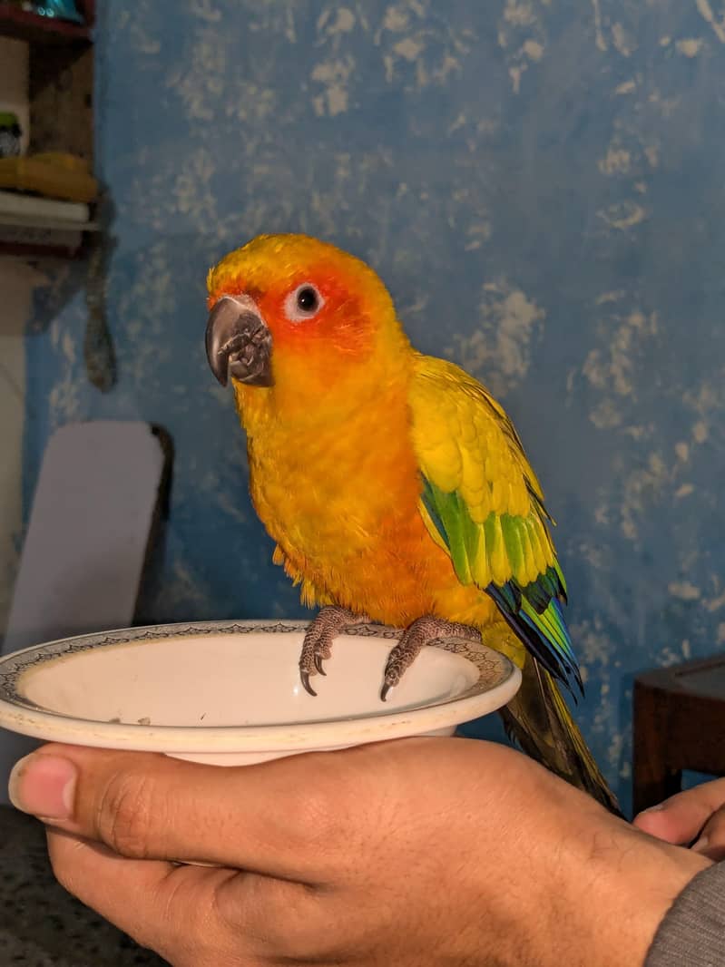 sun conure 0