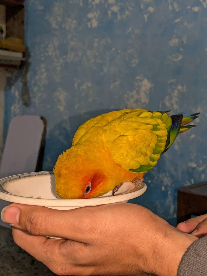 sun conure 1