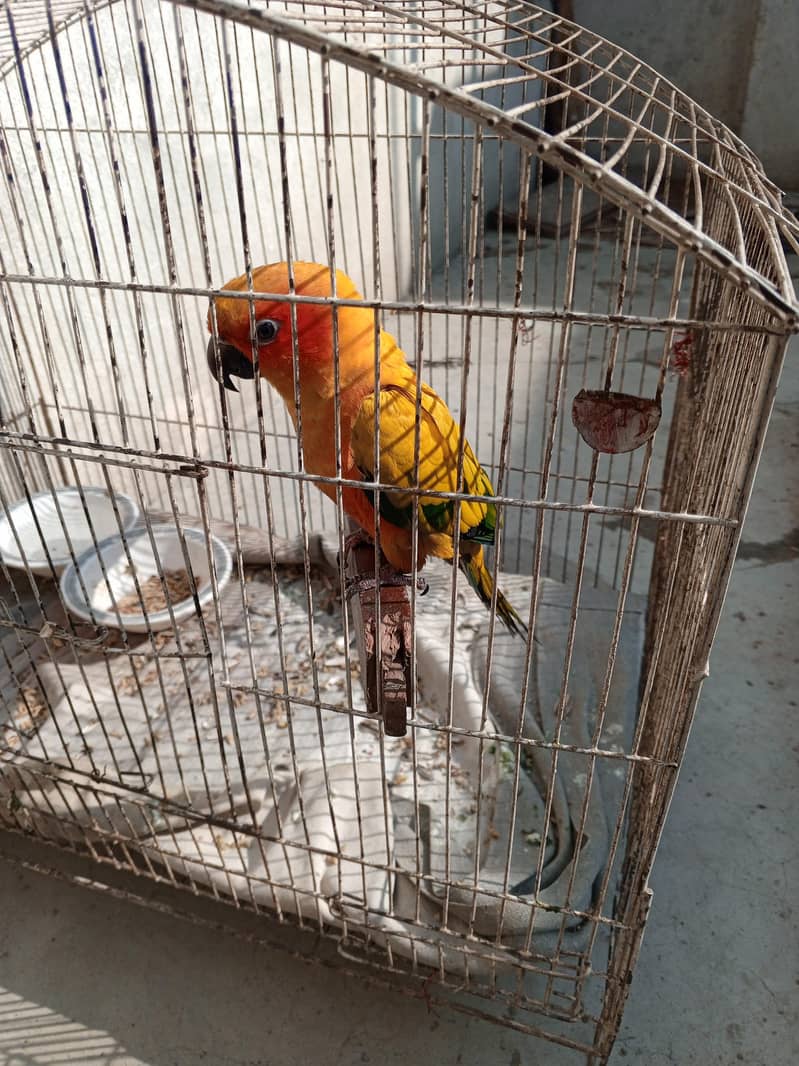 sun conure 2
