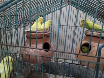 Australian Parrots for sale