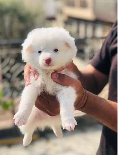 Russian female pinke nose for sale