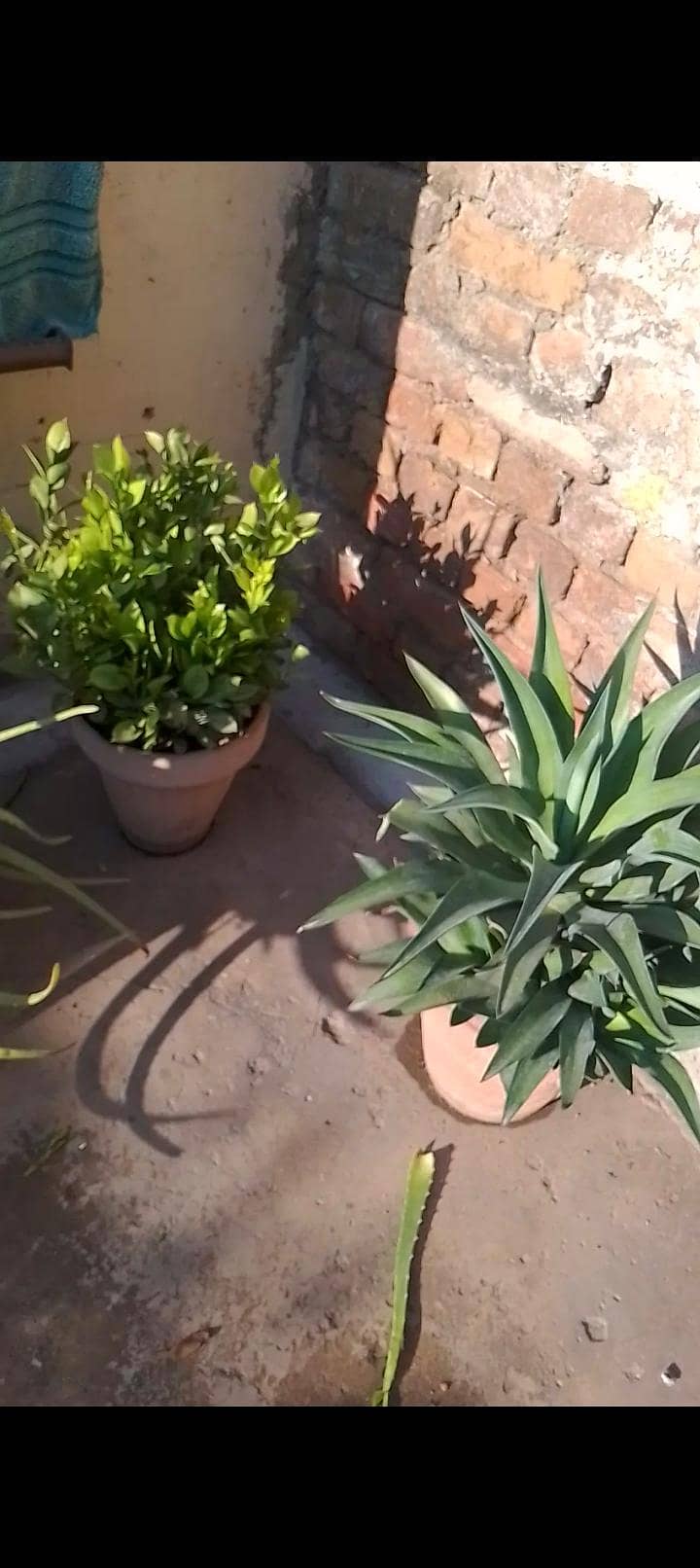 plants in pots 2
