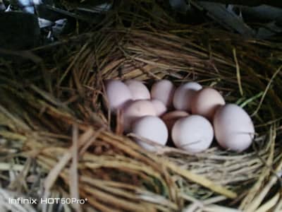 Pure Desi organic eggs