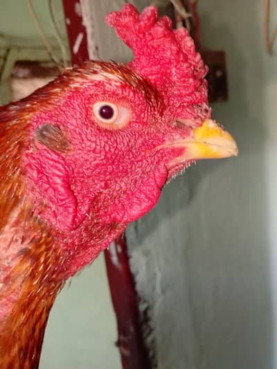 mashallah beautiful color and aseel