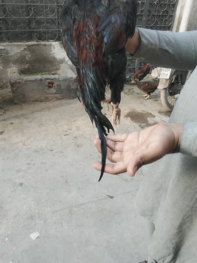 aseel murga in mianwali