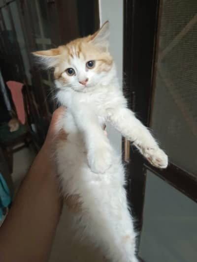 Semi Persian kitten