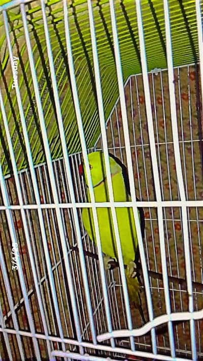 Sami tam pic offer 5000 only Sami tam aro face to face taking male10k