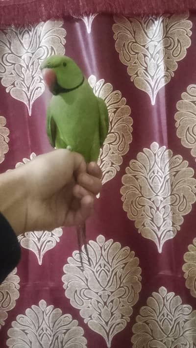 Sami tam taking on mood final price 5800