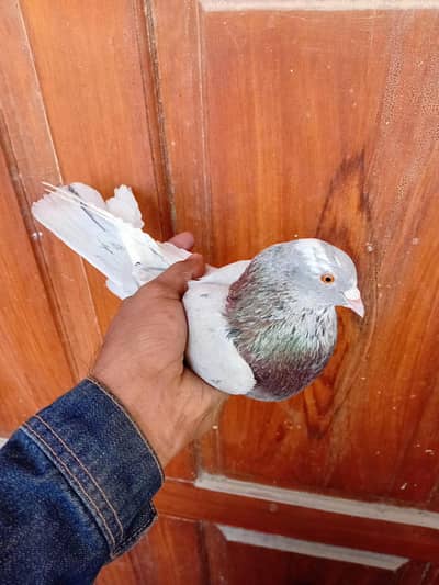 patti wala dubaz  or white kabuter