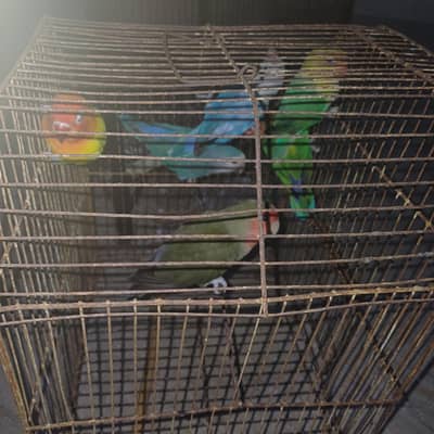 Healthy active birds