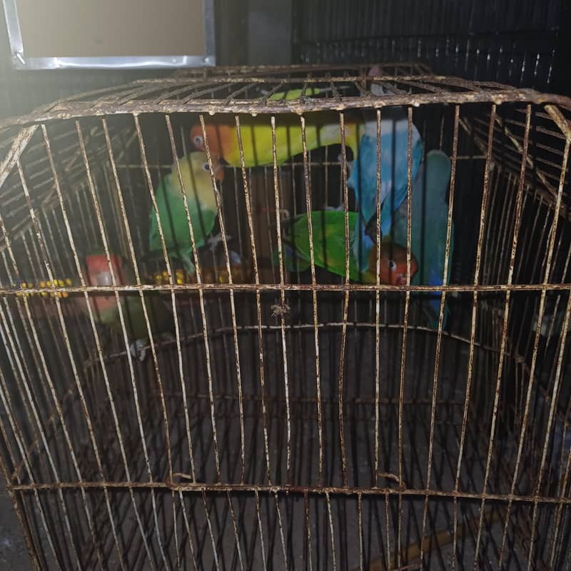 Healthy active birds 1