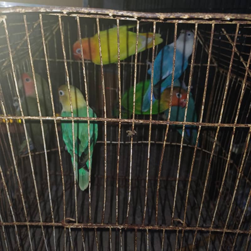 Healthy active birds 2