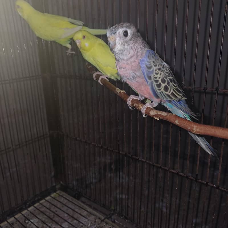 Healthy active birds 3