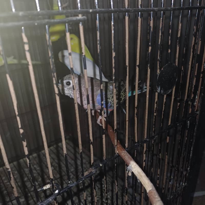 Healthy active birds 4