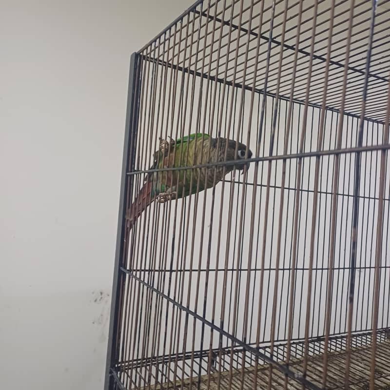 Healthy active birds 5