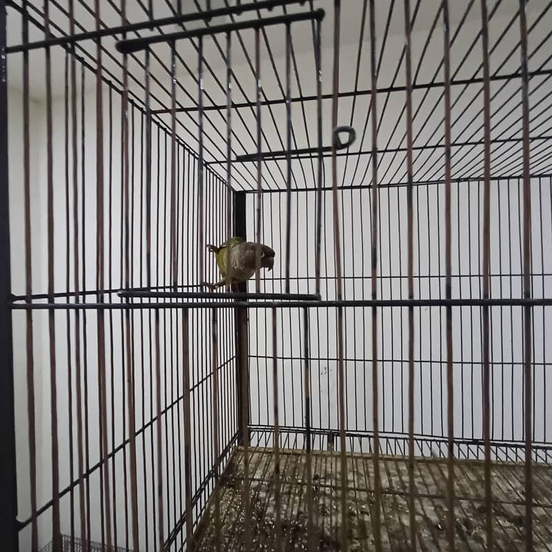 Healthy active birds 6