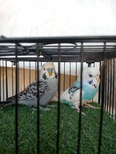 Exhibition - King - Undersize - TCB