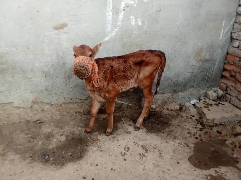 Jersey cross wachi 0314 5387877 0