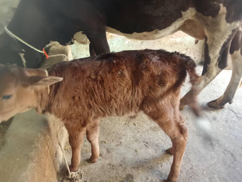 Jersey cross wachi 0314 5387877 1