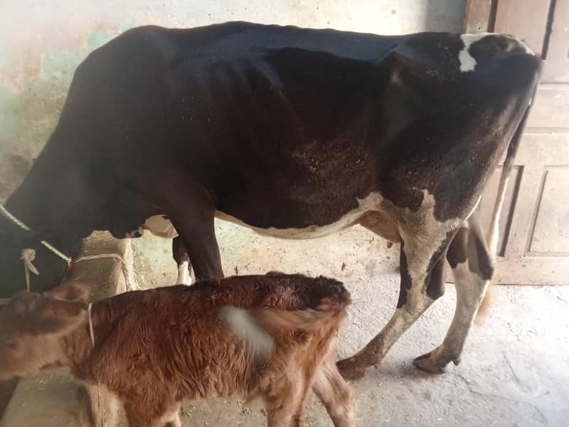 Jersey cross wachi 0314 5387877 2