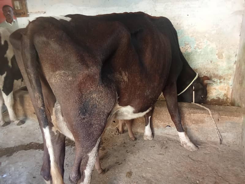 Jersey cross wachi 0314 5387877 3