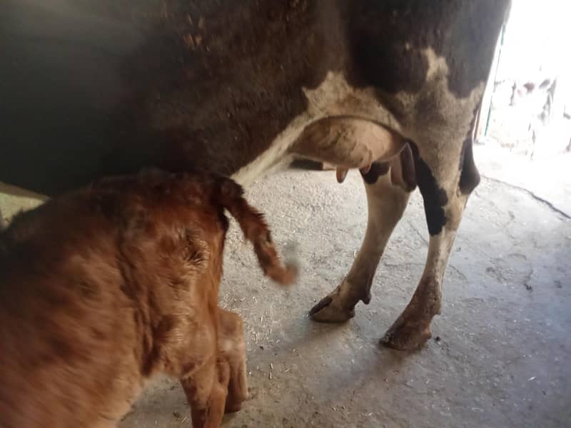 Jersey cross wachi 0314 5387877 5