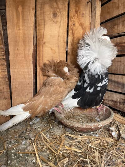 breeder pair for sale