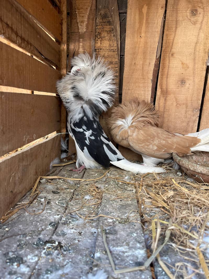 breeder pair for sale 1