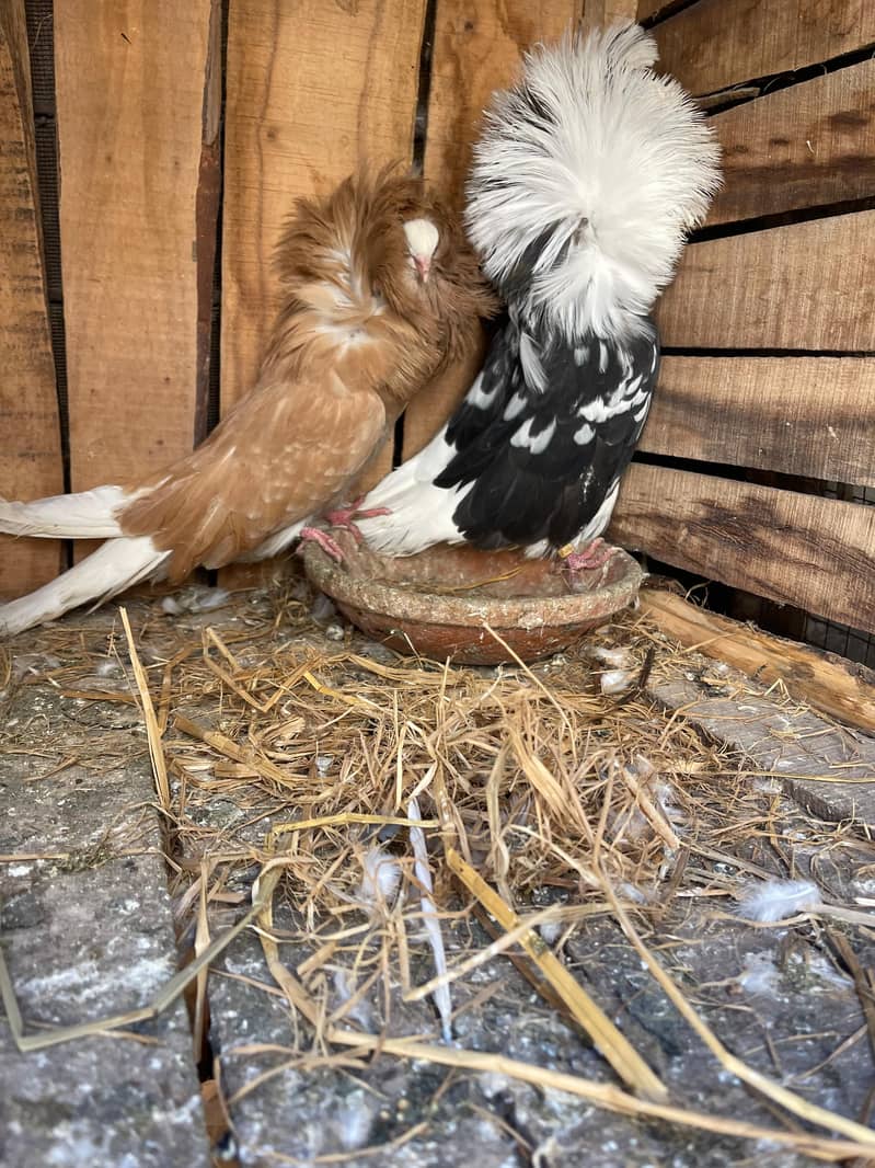 breeder pair for sale 2