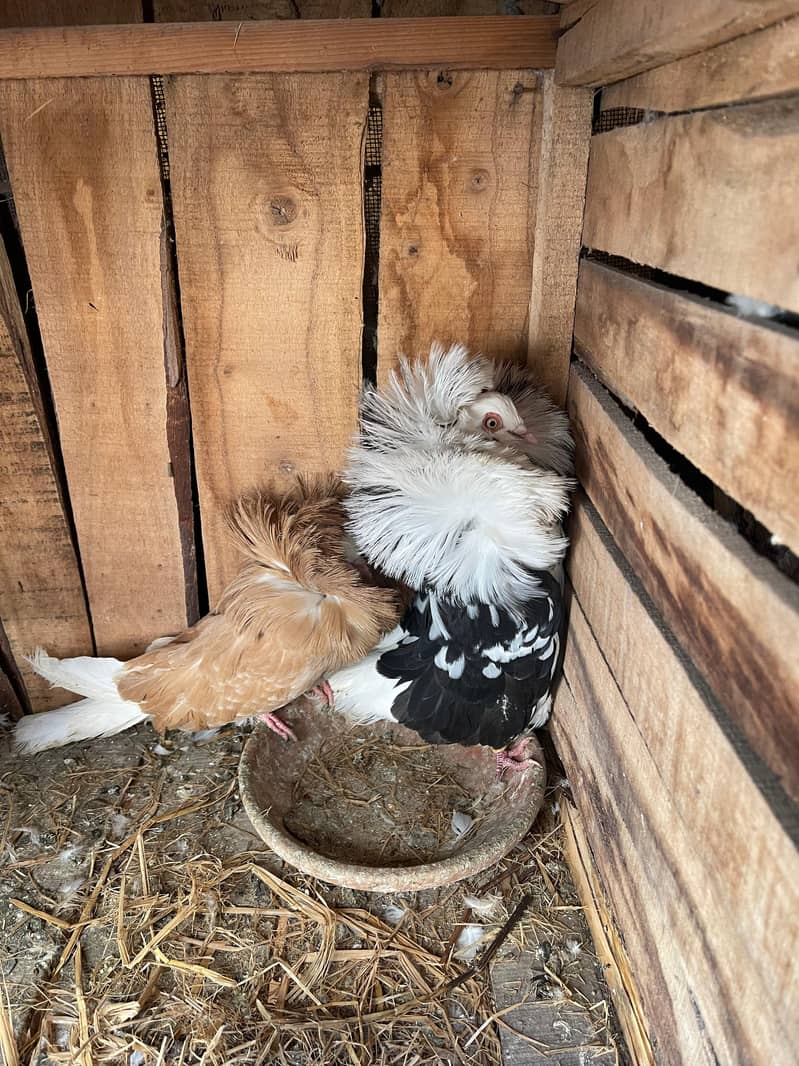 breeder pair for sale 3