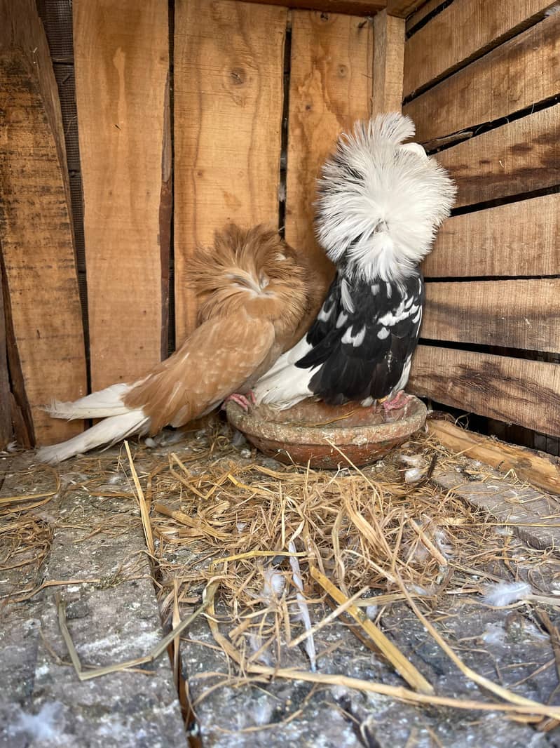 breeder pair for sale 4