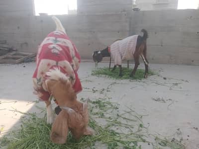 jorhi bakri are bakra