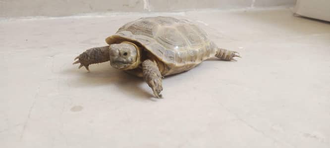 Russian Tortoise