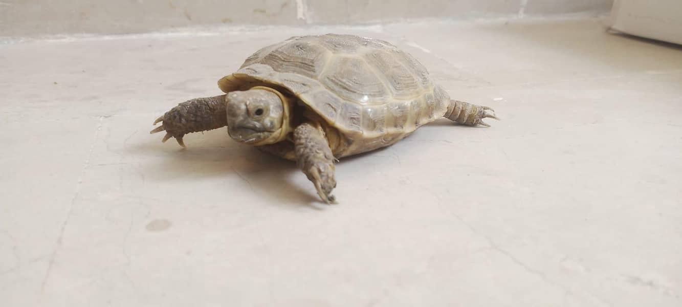 Russian Tortoise 0