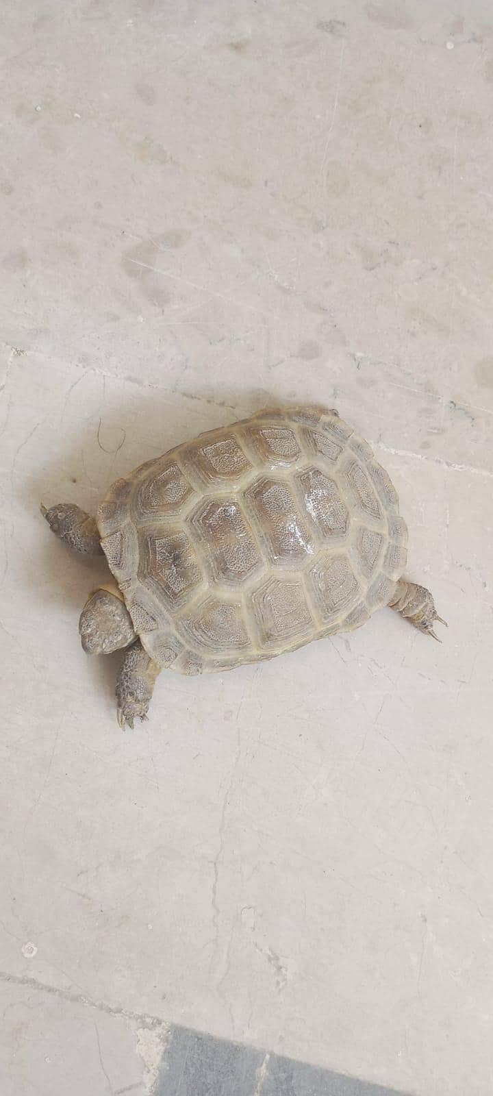 Russian Tortoise 1