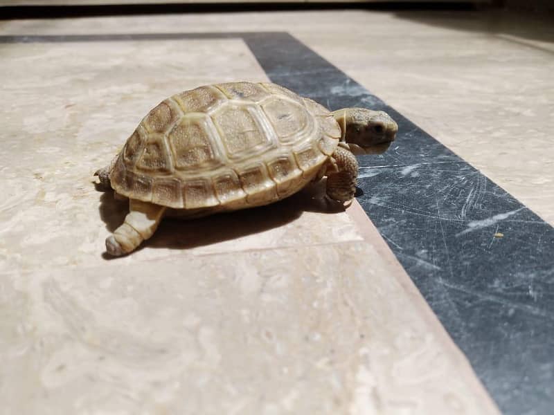 Russian Tortoise 2