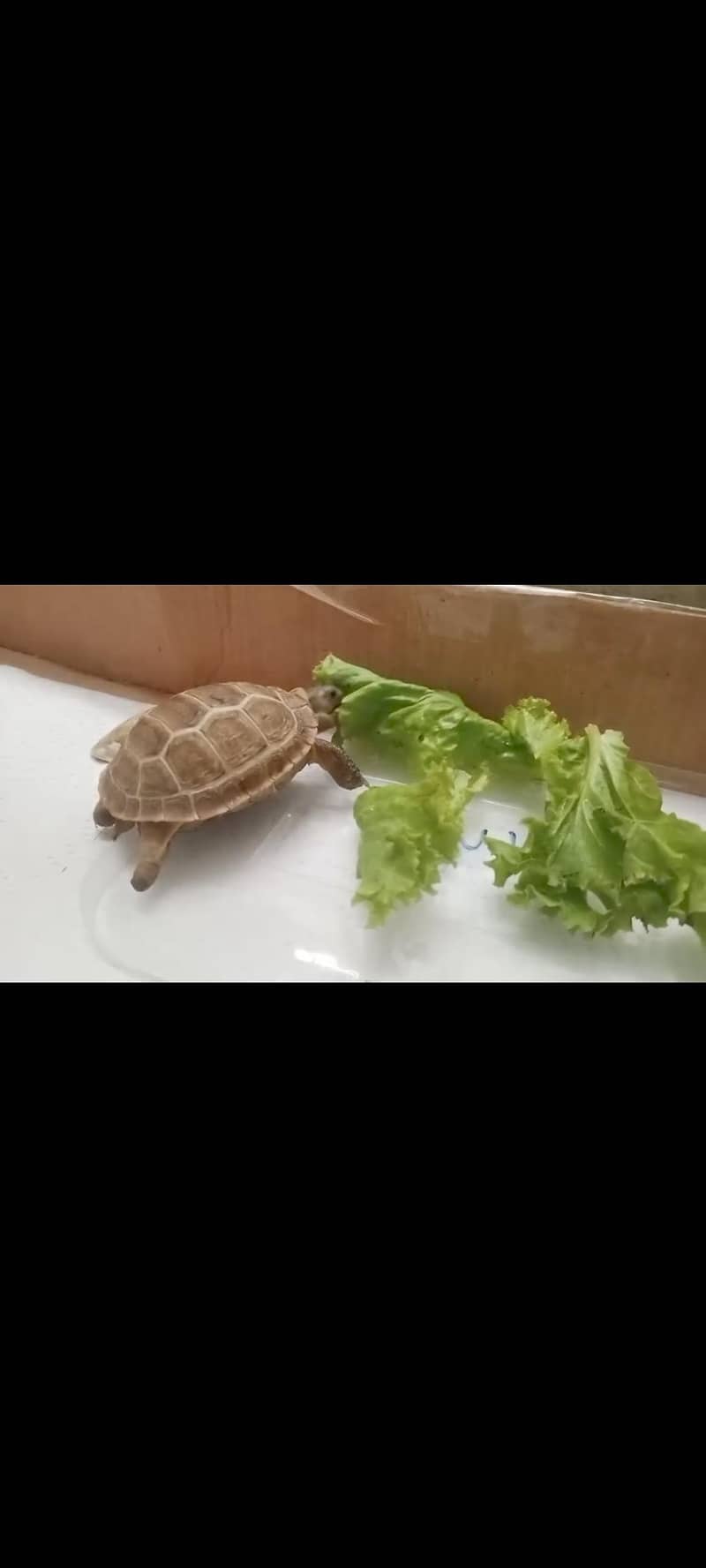 Russian Tortoise 3