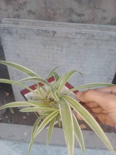 aquatic plants for fish  and aquariums