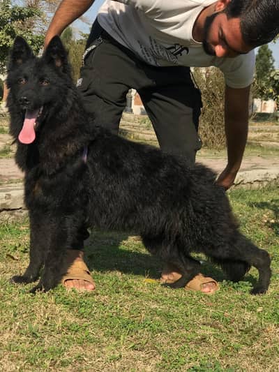 black German Shepherd long coated female for sale 5 month