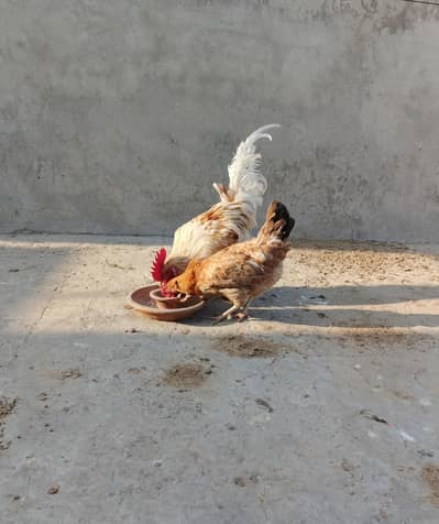 Hens For Sale(0310/7591/198)