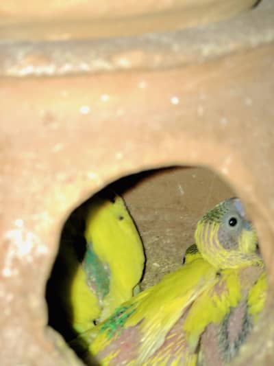 Australian parrots for sale