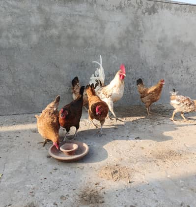 Hens for sale [ 0310/7591/198 ]