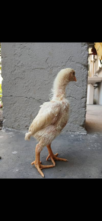 pure white shamo pure black shamo and pure coco shamo available